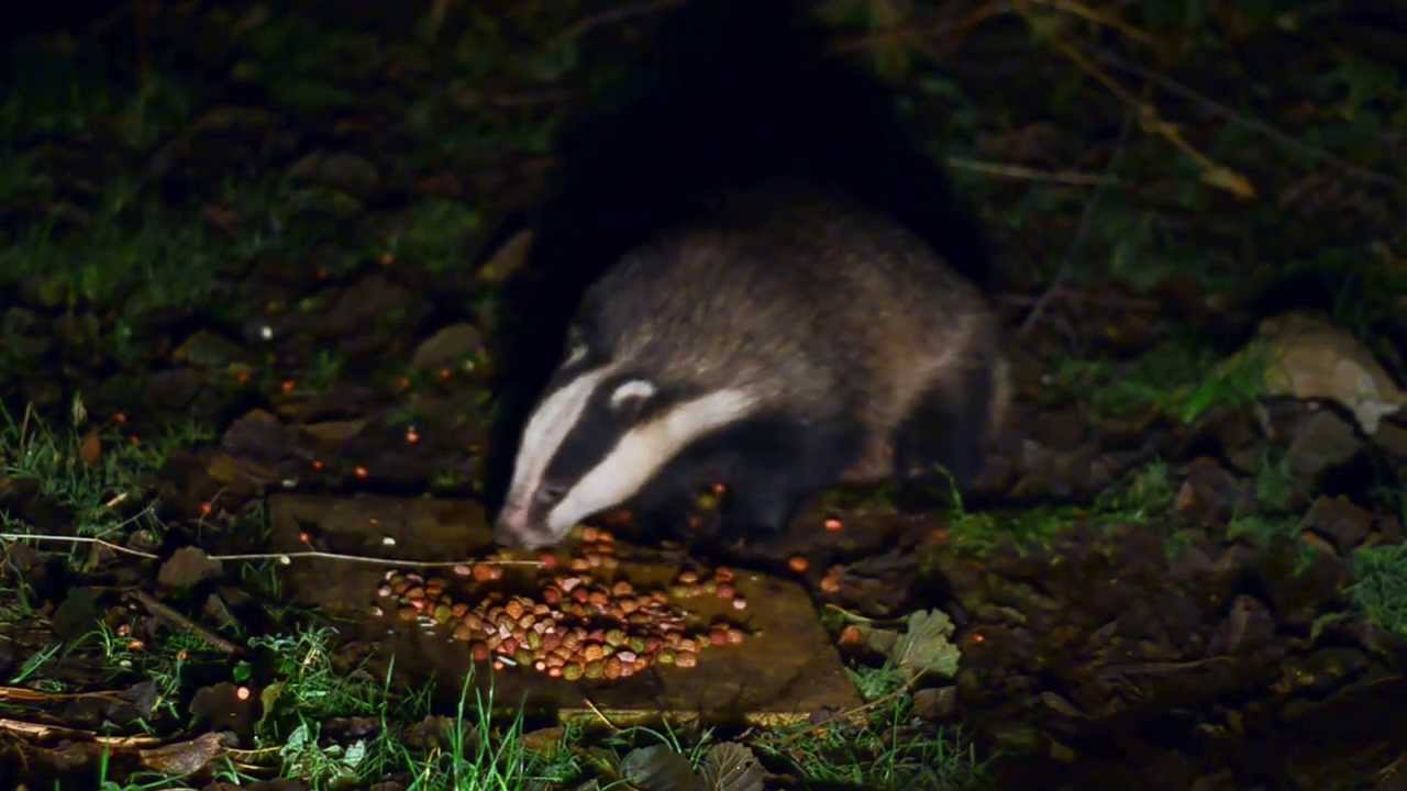 Erotic massage  Badger